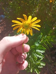 Angiospermae