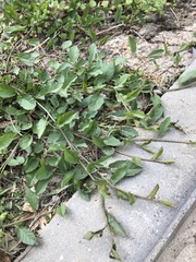 Convolvulus arvensis