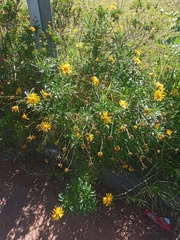 Angiospermae