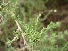 Pentzia
