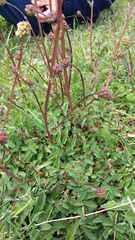 Sanguisorba minor balearica