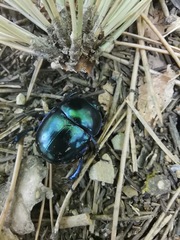 Trypocopris vernalis