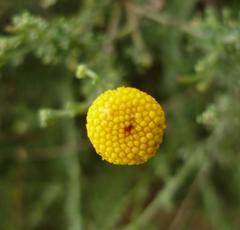 Pentzia