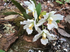 Rhynchostele candidula