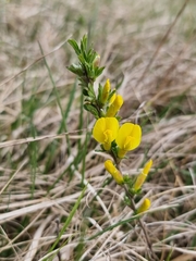 Chamaecytisus ratisbonensis