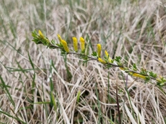 Chamaecytisus ratisbonensis
