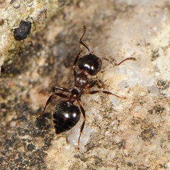 Crematogaster cerasi