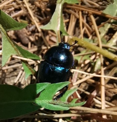 Trypocopris vernalis