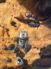 Rhyssoplax polita