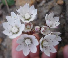 Crassula capensis capensis