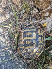 Testudo hermanni hermanni