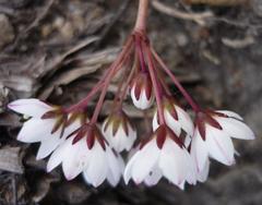 Crassula capensis capensis