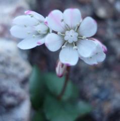 Crassula capensis capensis