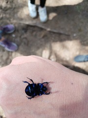 Trypocopris vernalis