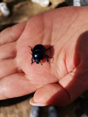 Trypocopris vernalis