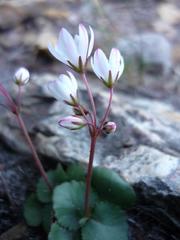 Crassula capensis capensis