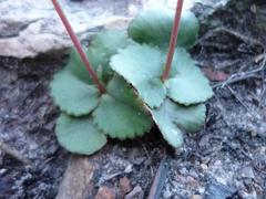 Crassula capensis capensis