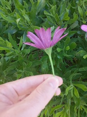Dimorphotheca