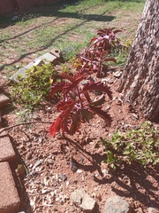 Kalanchoe sexangularis