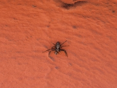 Philodromus aureolus