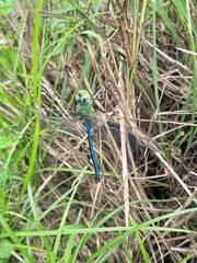 Anax imperator