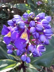 Dichorisandra thyrsiflora