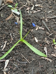 Scilla siberica