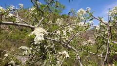 Prunus ramburii