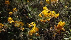 Adenocarpus decorticans