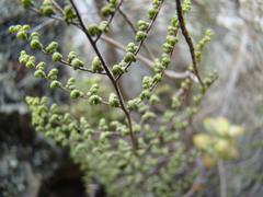 Cheilanthes parviloba
