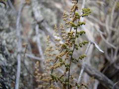 Cheilanthes parviloba