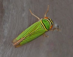 Tylozygus carabela