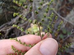 Cheilanthes parviloba