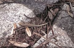 Podarcis guadarramae