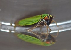 Tylozygus carabela