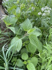 Urtica dioica