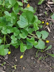 Ficaria verna