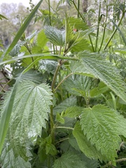 Urtica dioica