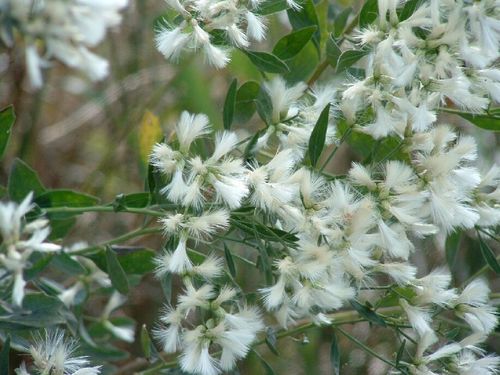 Baccharis halimifolia image
