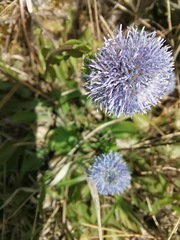 Globularia