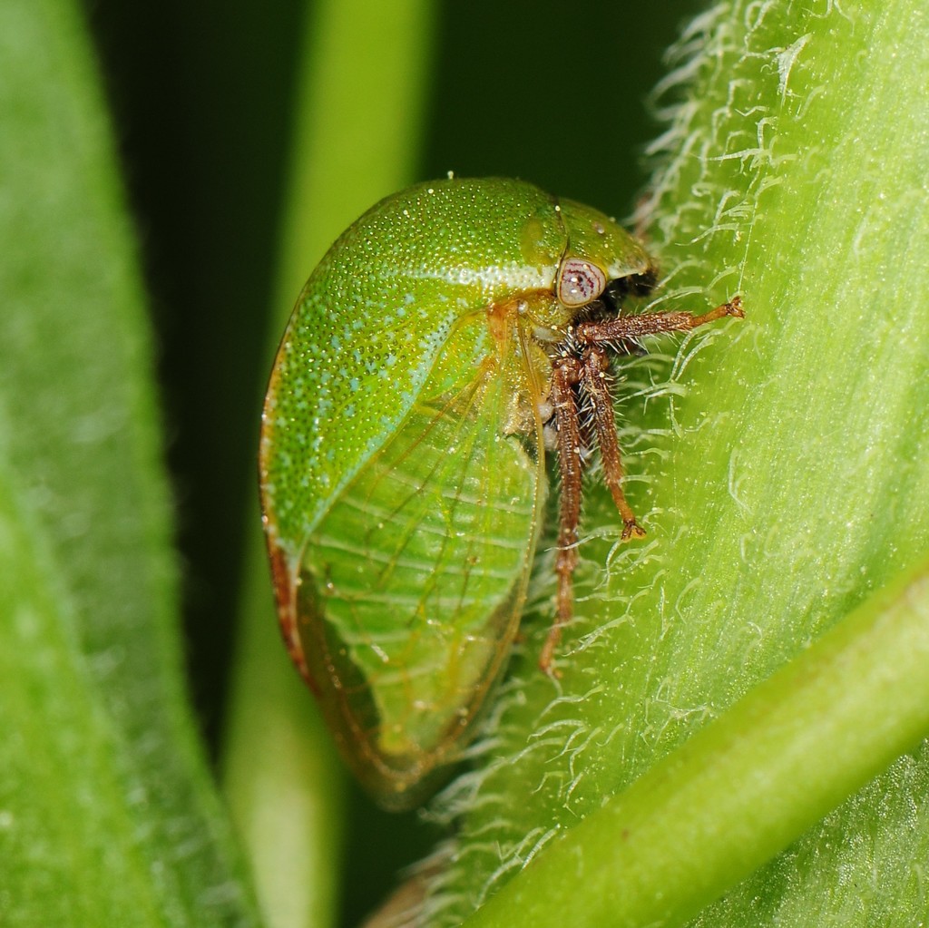 Stictocephala lutea