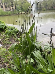 Plantago lanceolata