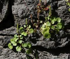 Umbilicus horizontalis