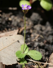 Arabis verna