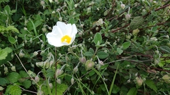 Cistus salviifolius