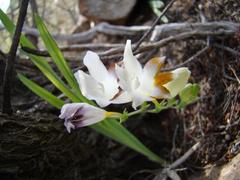 Freesia caryophyllacea