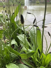 Plantago lanceolata