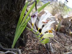 Freesia caryophyllacea