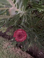Protea burchellii × magnifica