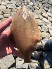 Limanda limanda